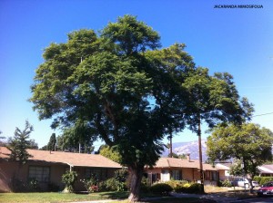 Jacaranda mimosifolia 1